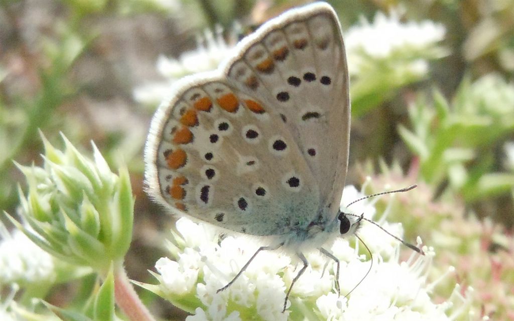 Polyommatus icarus?